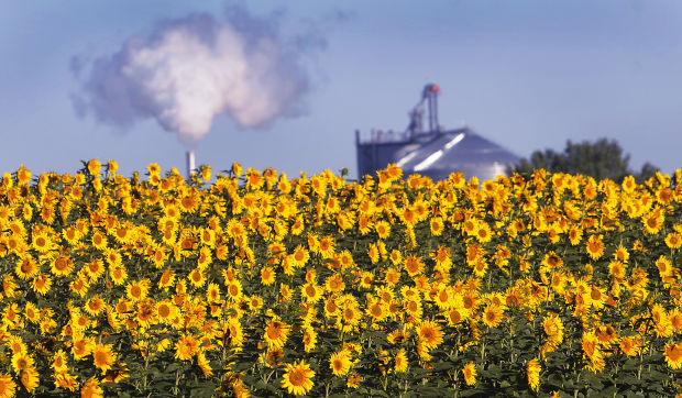 Sunflowers